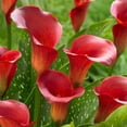 thumbnail image 1 of Bulbes à fleurs -  Calla Lily Captain Tulsa (3 Bulbes), 1 of 1