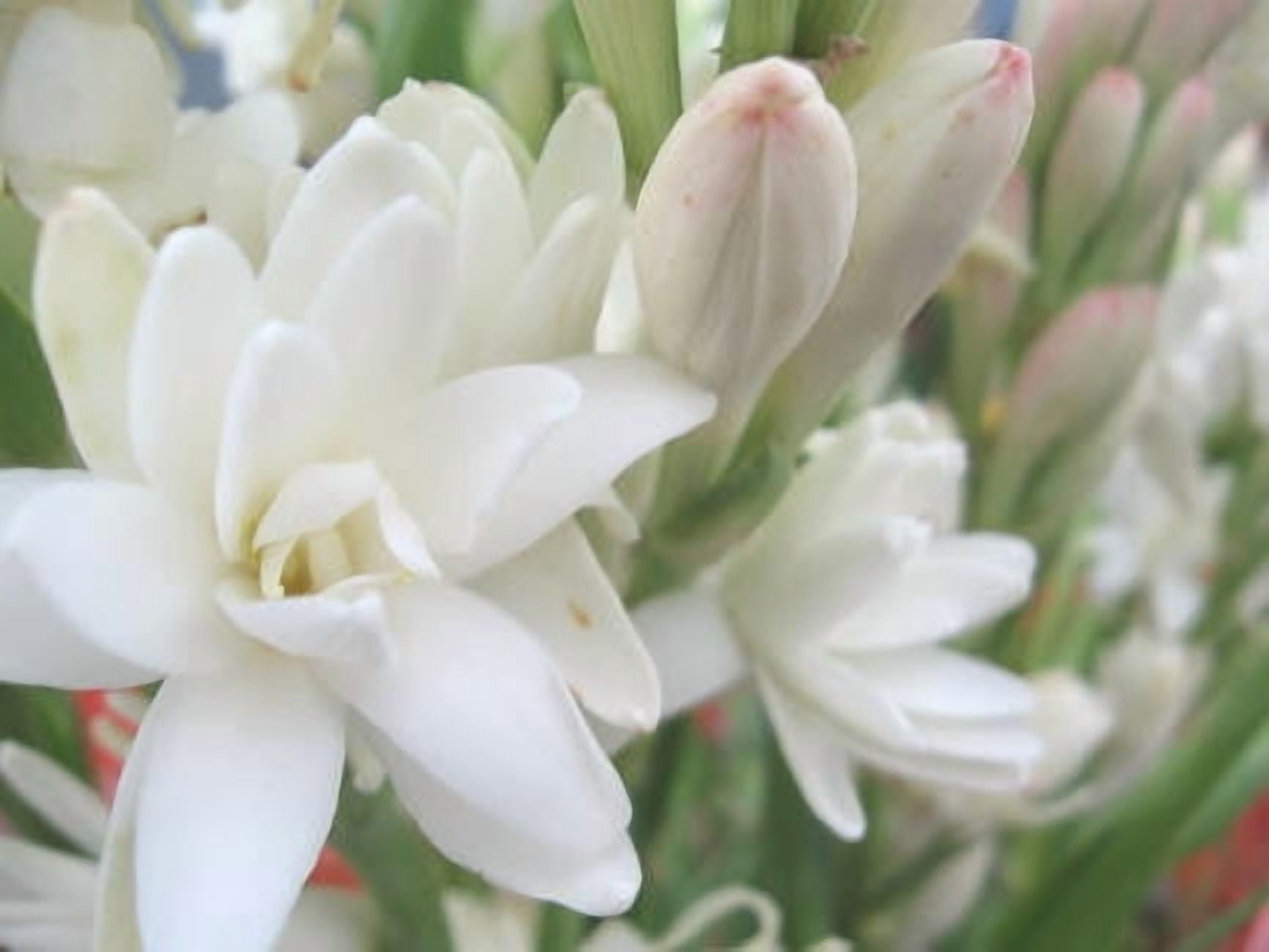 Tuberose Essential Oil 5 ml (1/6 fl oz) - 100% Pure and Natural by Silky Scents