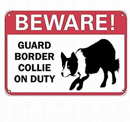 BEWARE BORDER COLLIE dog warning sign Size 210 x 148 mm Indoor Outdoor 