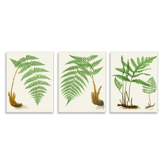 Stupell Industries Vegetation Latin Study Botanical Fern Plants Nature Graphic Art Unframed Art Print Wall Art, Set of 3, Design by Patty Rybolt