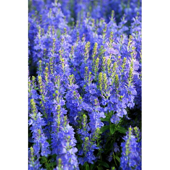 75 ROYAL BLUE SPEEDWELL Veronica Austriaca Teucrium Flower Seeds
