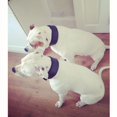 thumbnail image 4 of The "Style" Black Leather Dog Collar for Large Dog Breeds, 4 of 7