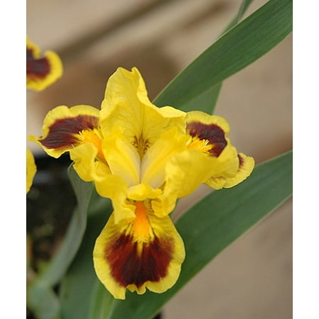 Fireplace Embers Dwarf German Iris - Perennial - 3