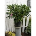 thumbnail image 2 of Roseum Elegans Rhododendron, 2 of 4