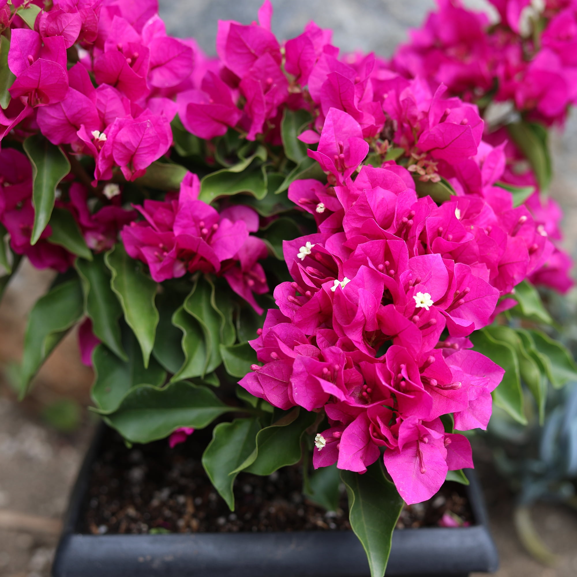 "Island Blooms Purple Princess Bougainvillea, 18"" - 22"" Tall