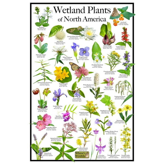 Wetland Plants of North America Flower Poster: Pollinator-Friendly Wildflowers & Native Plants