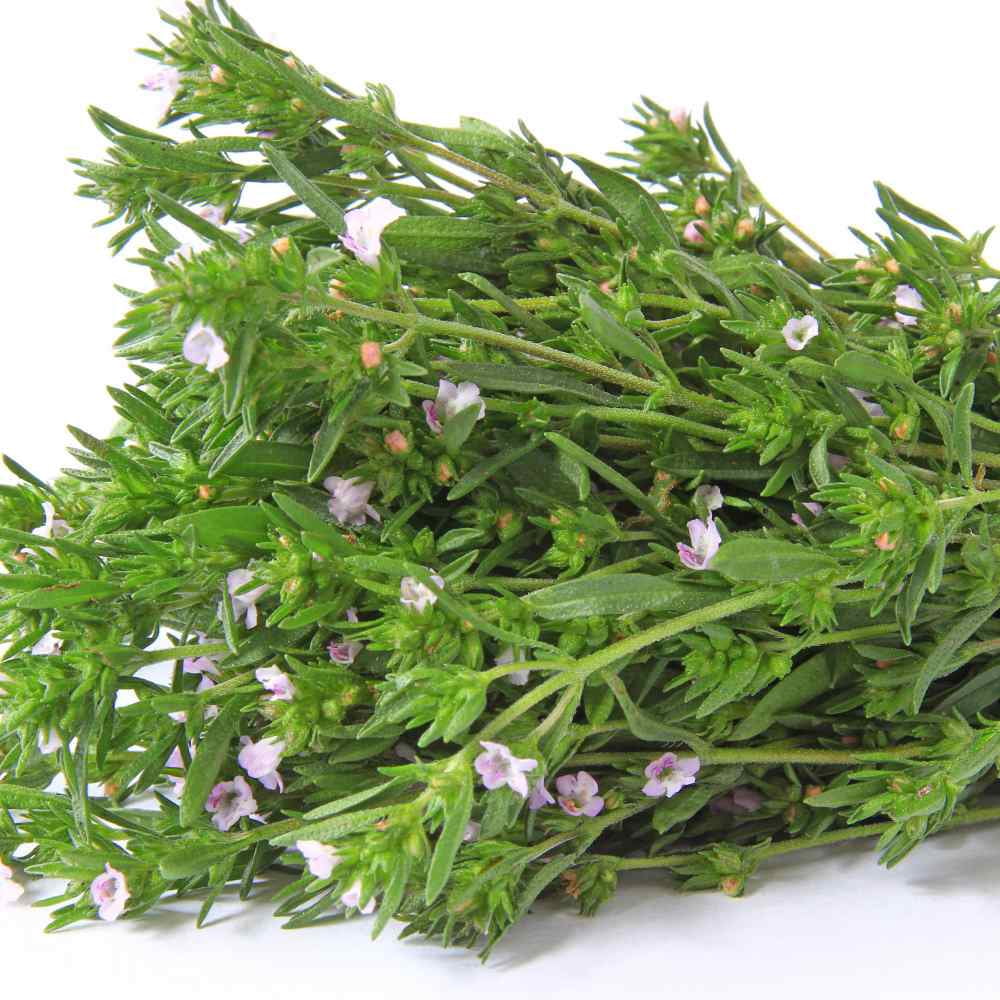 Drought Tolerant Summer Savory Herb Garden Plant Seeds For Xeriscaping - 1 LB