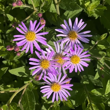Purple Aster Perennial Live Plant, 4-8 inches, Long-Blooming Aster Perennial Live Plant for Garden Borders