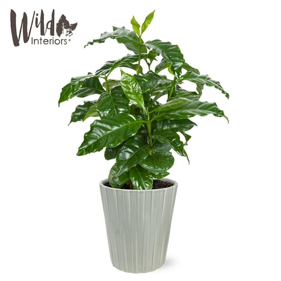Wild Interiors 12-15" Coffee Live Plant in 5" Grey Ceramic Pot, House Plant