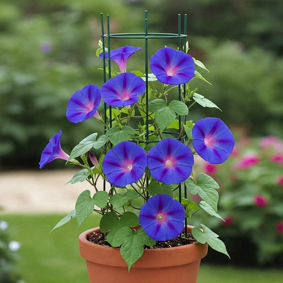 Mr Fothergill's Morning Glory Purple Oh Sow Simple Flower Seed Easy to Grow