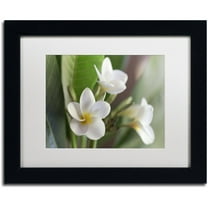 Trademark Fine Art 'Plumeria Bloom' Canvas Art by Pierre Leclerc, White Matte, Black Frame