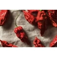 thumbnail image 4 of Unpretentious Dried Ghost Peppers, 25 count, Extremely Hot Bhut Jolokia Chile Peppers, 4 of 5