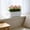 White, variant on Cadancy Planter Pot Rectangular Plastic Flower Box with Fence Design, Indoor Window Sill Herb Garden Container, Modern Plants Holder for Succulents, Home Office Desk Balcony Rail Planter