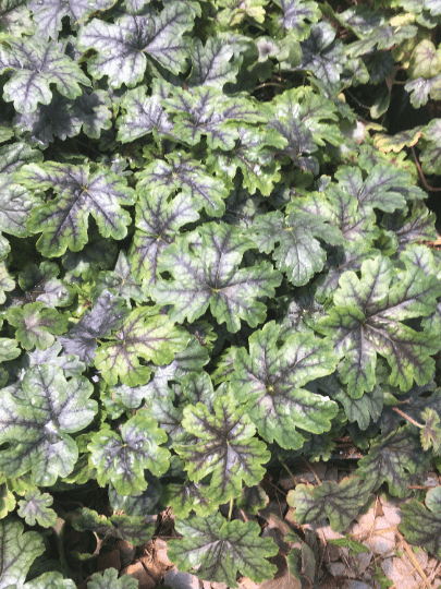 2 Tapestry Heucherella in 3.5 inch pots-One plant per pot