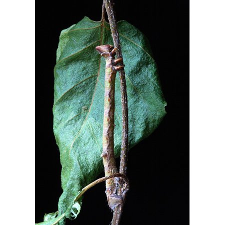 Canvas Print Caterpillar Camouflage Larva Batesian Mimickry Stretched Canvas 10 x 14