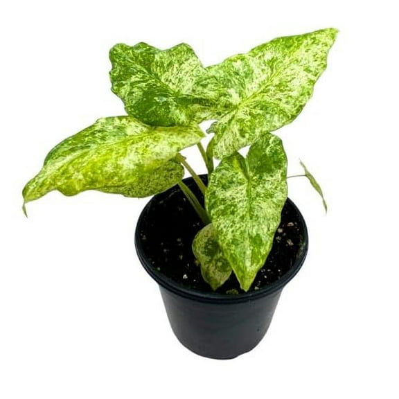 Florida House Plants Alocasia Blizzard Live Plant in 4" Pot, Marble Variegated Splash