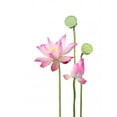 thumbnail image 2 of Lotus Flower and Seedpod Wall Decal by Wallmonkeys Peel and Stick Graphic (18 in H x 14 in W) WM299833, 2 of 4
