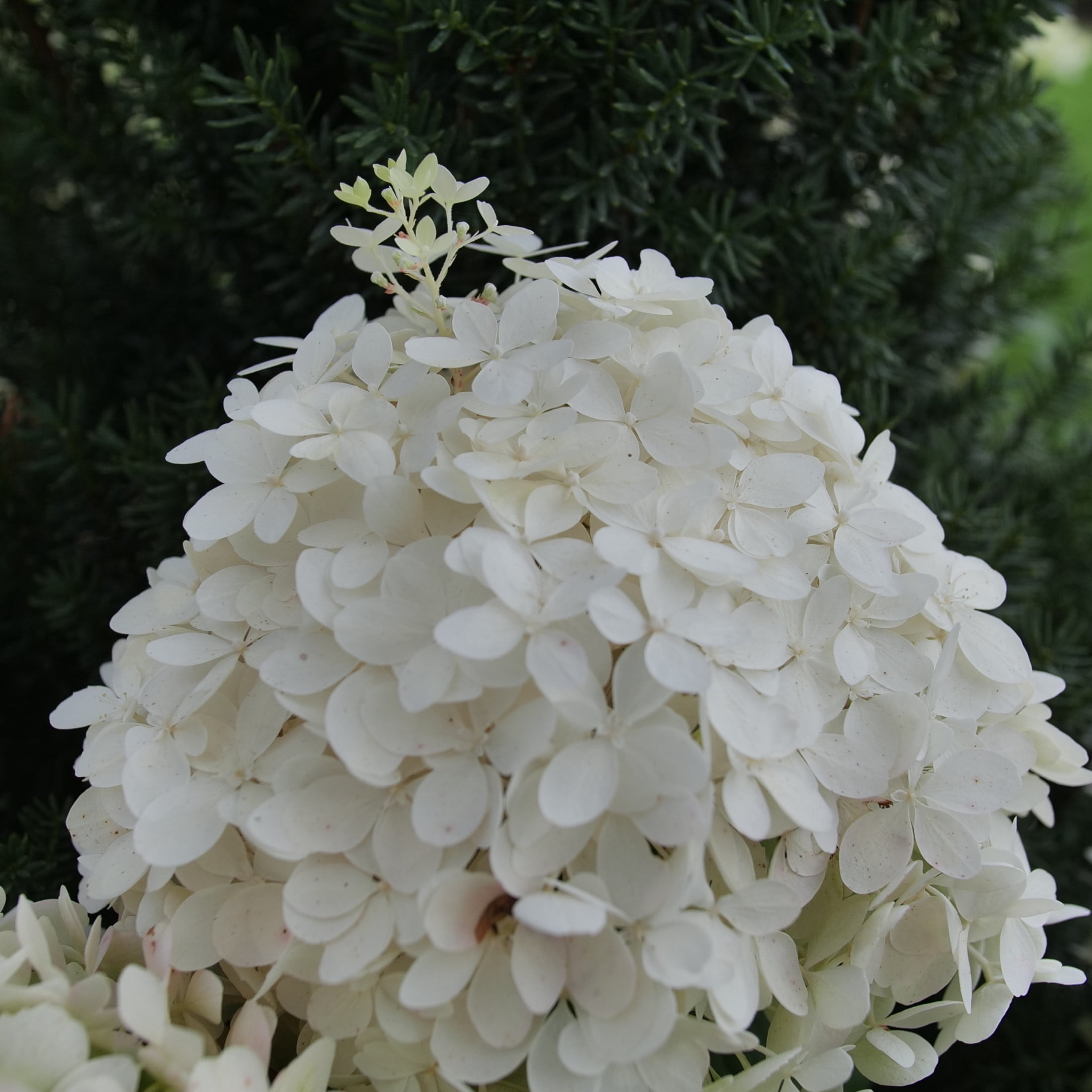 Proven Winners ColorChoice 6" White Puffer Fish Panicle Hydrangea Live Plant in 7.5" Pot