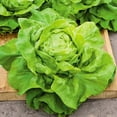 thumbnail image 2 of TomorrowSeeds - Buttercrunch Butterhead Lettuce Seeds - 2000+ Count - For 2026 Planting USA Garden, 2 of 10
