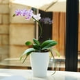 thumbnail image 3 of Self Watering Planter 5.7inch Mini Flower Plant Pot With Water Level Indicator For Garden Home Decor, 3 of 10