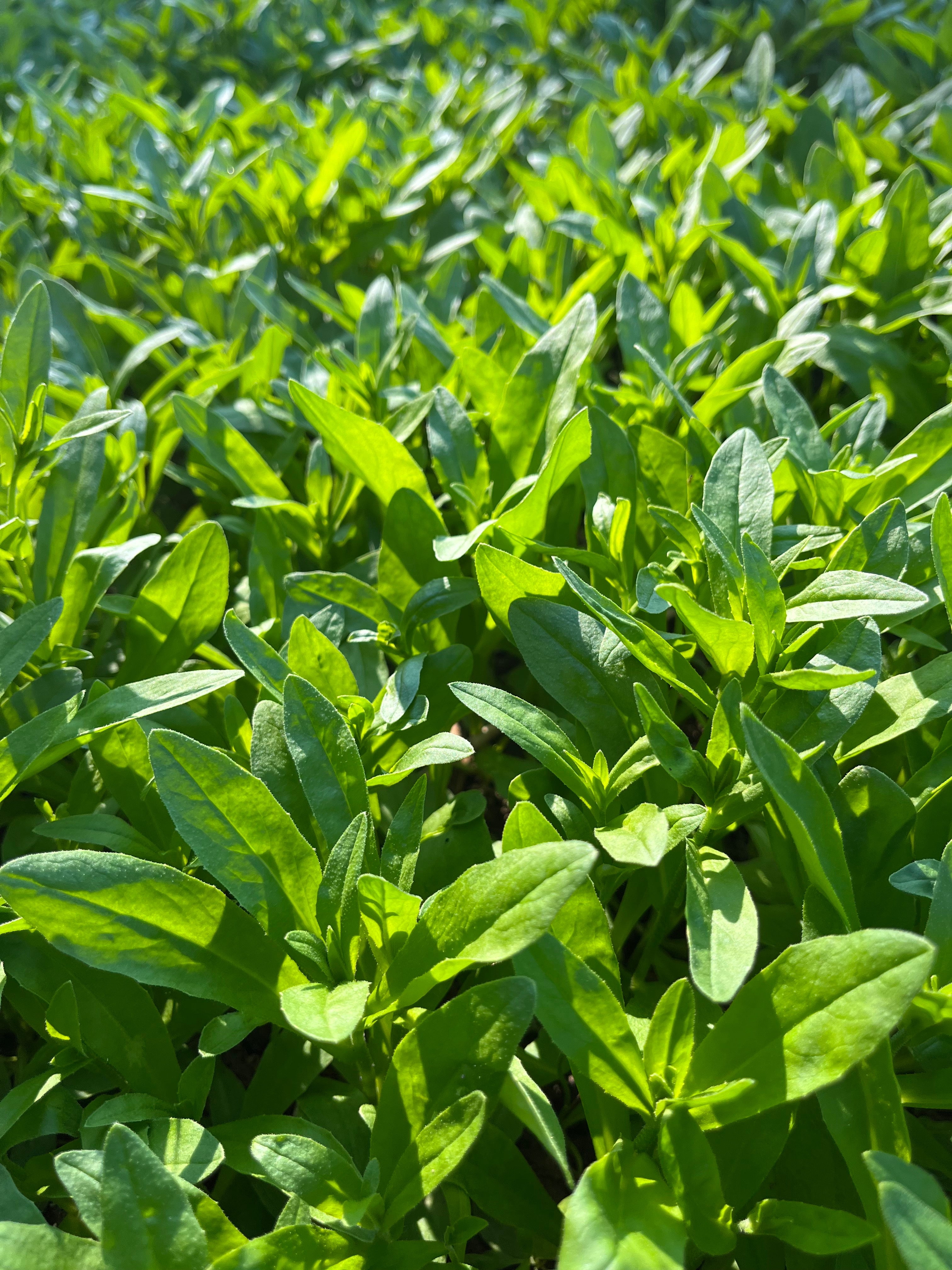 Hale Habitat & Seed Winter Camelina Food Plot Seed, 5 lbs