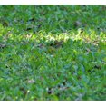 thumbnail image 5 of Whitetail Institute Chic Magnet Food Plot Seed, 3 lbs, 5 of 6