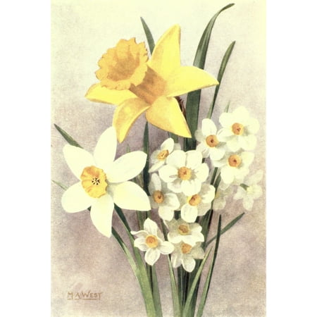 Daffodil Bulb - Bulb Gardening 1922 Daffodils Stretched Canvas - M Astley West (24 x 36)