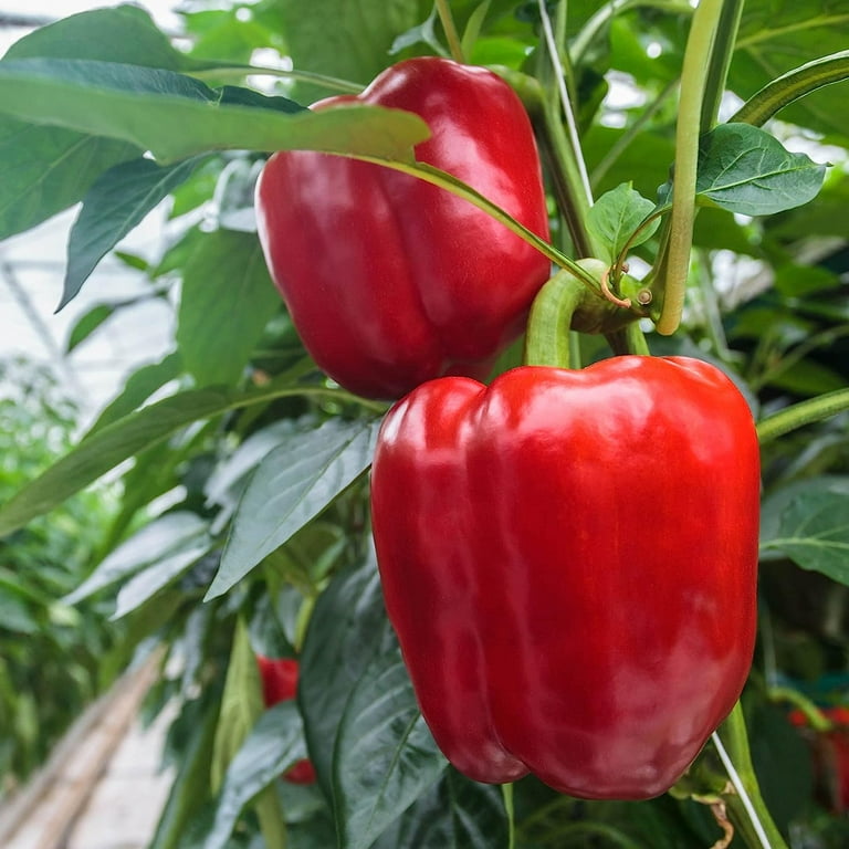 best fertilizers for peppers