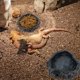 thumbnail image 2 of Cuencos de comida para reptiles, paquete de 2, cuencos de comida y agua para reptiles con pinzas que imitan rocas naturales, gusanos de pan para leopardo Gecko, lagarto, araña, escorpión, camaleón JAMW Sencillez, 2 of 5