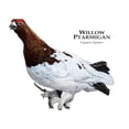 thumbnail image 3 of CafePress - Willow Ptarmigan Mug - 11 oz Ceramic Mug - Novelty Coffee Tea Cup, 3 of 6