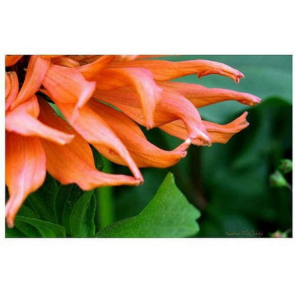 Trademark Art "Big Zinnia" Canvas Art by Kathie McCurdy