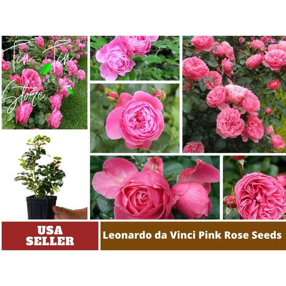 30 Rare Seeds-Leonardo Da Vinci Shrub Rose Seeds#1027-Authentic Seeds-Flowers-Rose-Herb seeds-Vegetable Seeds-Mix Seeds for Plant- B3G1