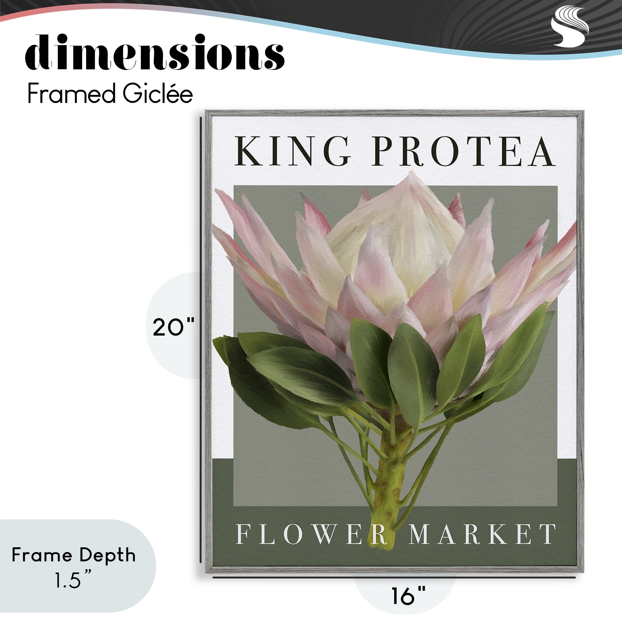 Stupell Industries King Protea Flower Market Gray Framed Giclee Art, design by Jennifer Stith