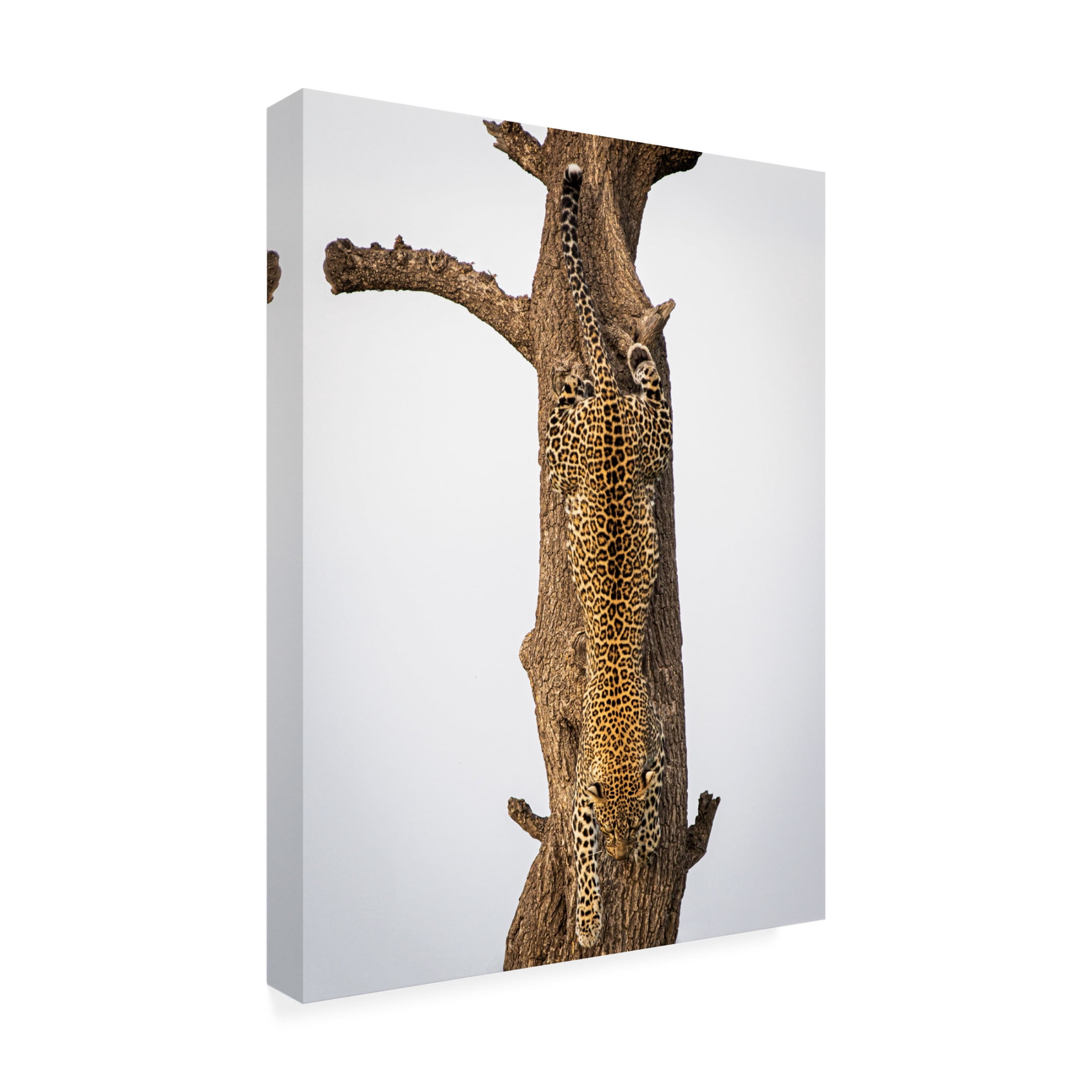 Trademark Fine Art Mike Taylor Camouflage Canvas Wall Art