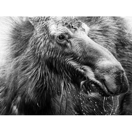black and white moose