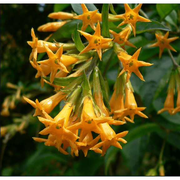 Orange Zest Live Plant for Planting, Rare Night-Blooming Jasmine Cestrum Aurantiacum Plant Jasmine Flower Plant, 4 to 6 Inch Tall, Ship No Pot