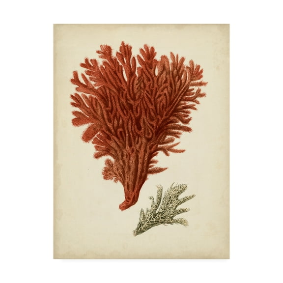 Trademark Fine Art 'Antique Red Coral V' Canvas Art by Vision Studio