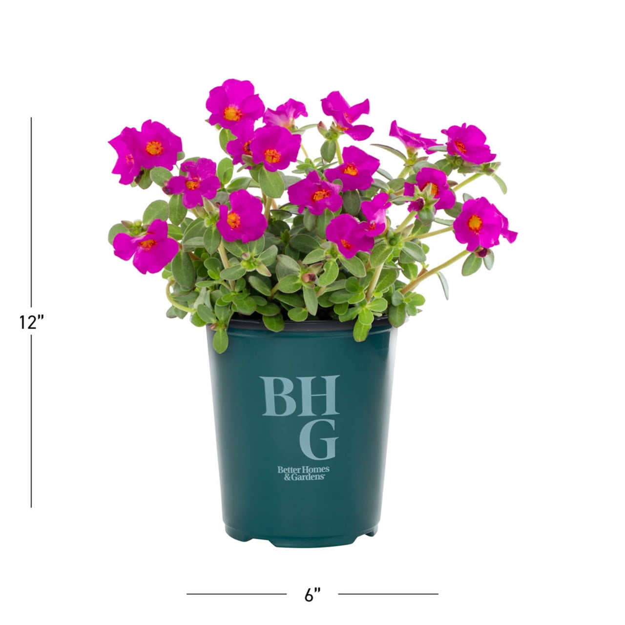 Better Homes & Gardens Purple Purslane Live Annual Plant, Sun, 5-Pack, 1.5PT
