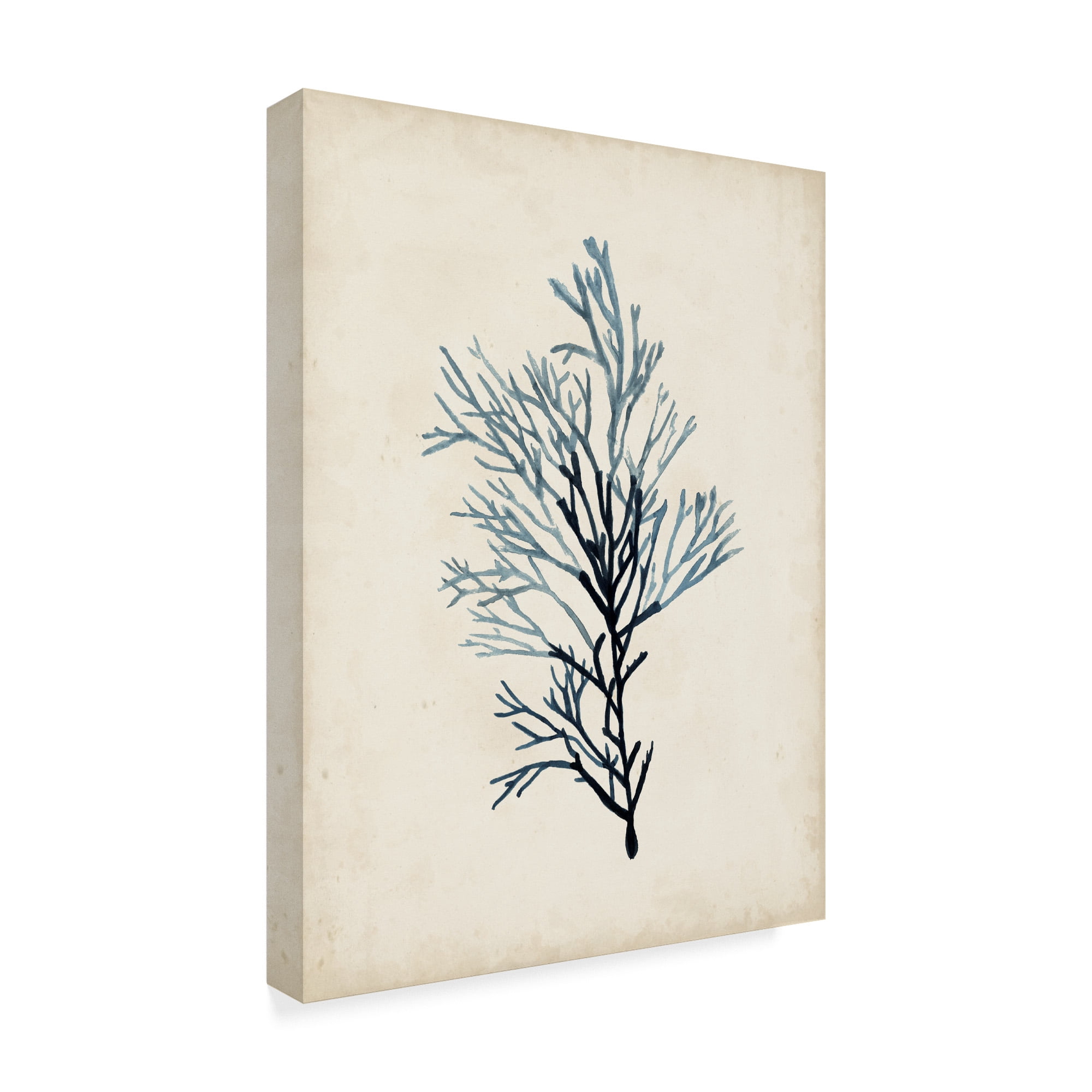 Trademark Fine Art 'Seaweed Specimens IV' Canvas Art by Naomi McCavitt