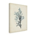 thumbnail image 2 of Trademark Fine Art 'Seaweed Specimens IV' Canvas Art by Naomi McCavitt, 2 of 4