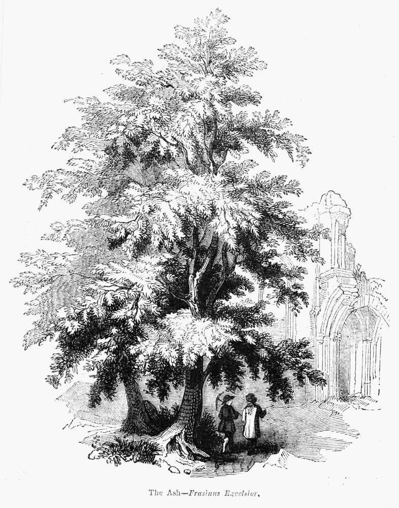 Stretched Canvas Art - Botany: Ash Tree. /Nfrasinus Excelsior. Wood Engraving 19Th Century ...