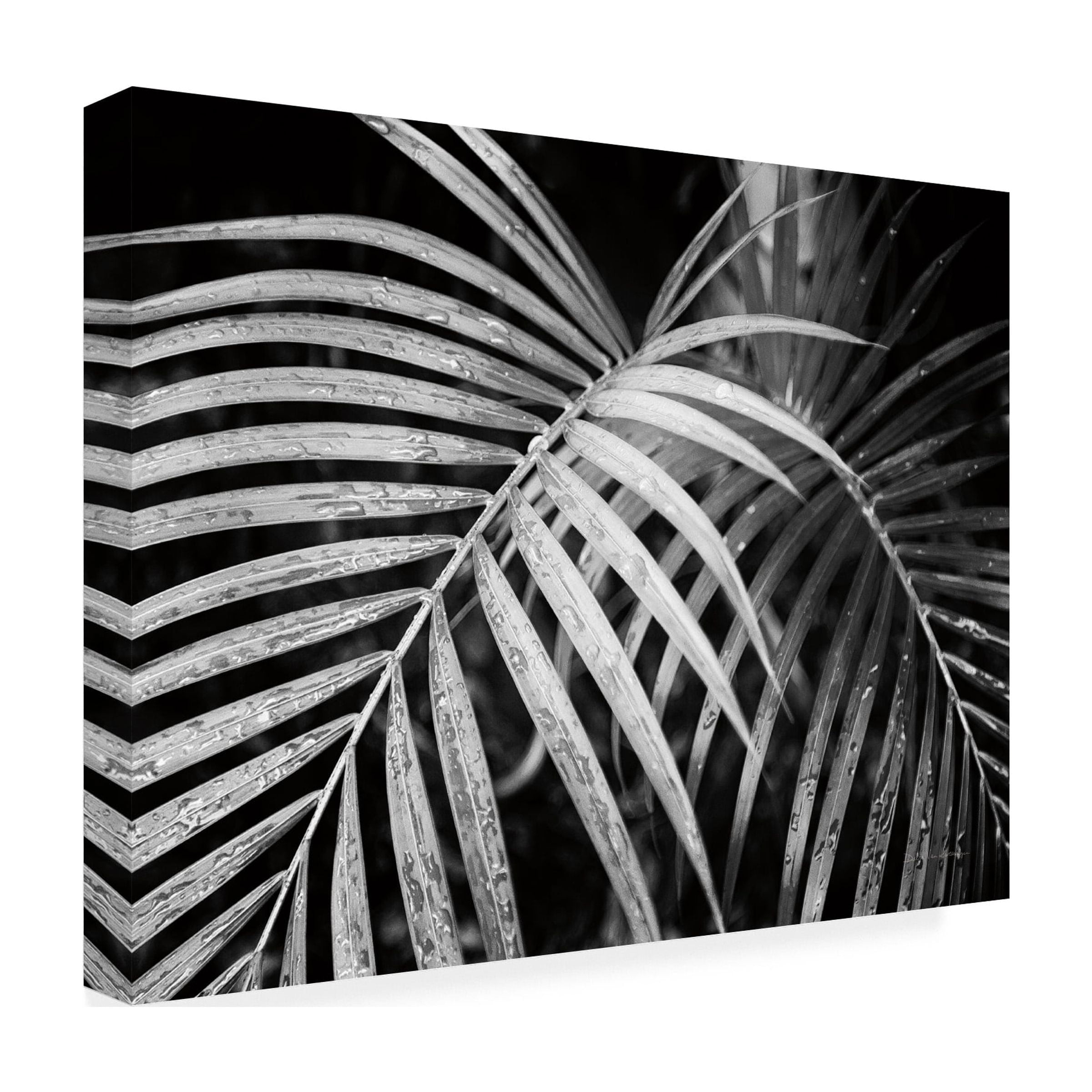 Trademark Fine Art 'Palm Fronds' Canvas Art by Debra Van Swearingen