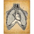 thumbnail image 6 of Lungs and Heart - 11x14 Unframed Art Print - Great Gift for Doctors or Nurses, Medical or Nursing Students, 6 of 6