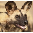 thumbnail image 2 of Kaveney, Wendy 27x26 White Modern Wood Framed Museum Art Print Titled - Namibia, Harnas African wild dog, 2 of 4
