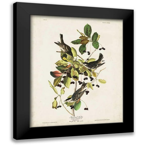 Audubon, John James 12x14 Black Modern Framed Museum Art Print Titled - Pl 133 Black Poll Warbler