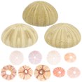 thumbnail image 3 of FELTECHELECTR 12 piezas de soportes para plantas de aire de erizo de mar, maceta de erizo de mar, accesorio para fotos de erizo de mar, 3 of 4