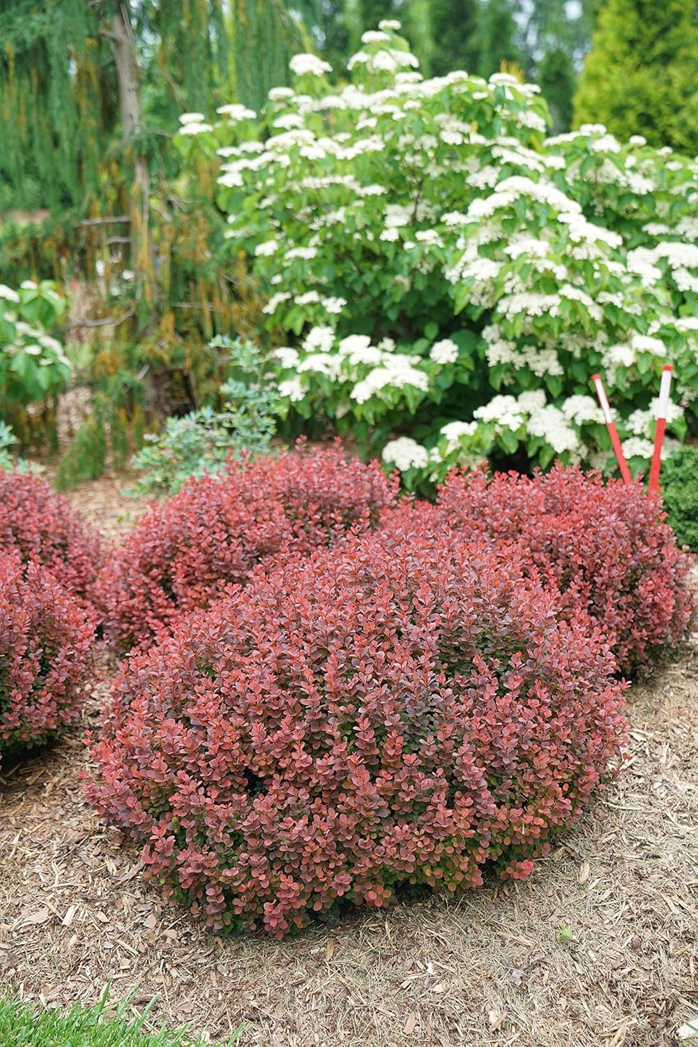 Proven Winners ColorChoice Mini Maroon Barberry Live Shrub ( 2 Gallon)