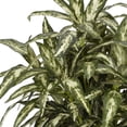 thumbnail image 2 of Aglonema avec Vase Décoratif Plante en Soie, 2 of 4