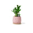 thumbnail image 3 of Lucky Bamboo Style Desk Decor Set with Tray and Pebbles, 5-Stem Arrangement with Panda Figurine, Modern Zen Desktop Decoration for Home Office, Low Maintenance Decorative Accent Gift（Pink）, 3 of 9