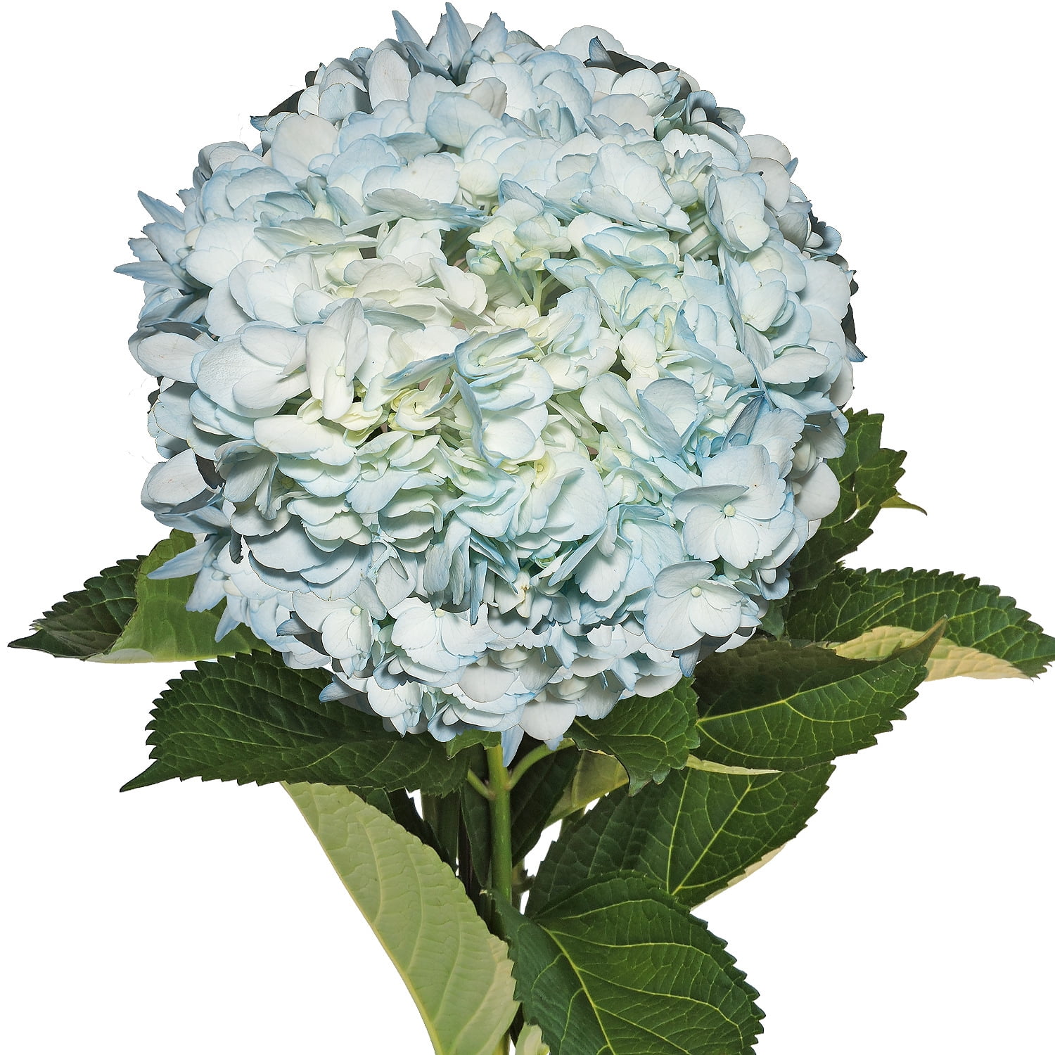Airbrushed Light Blue Hydrangeas - Fresh Cut Flowers - 15 ...